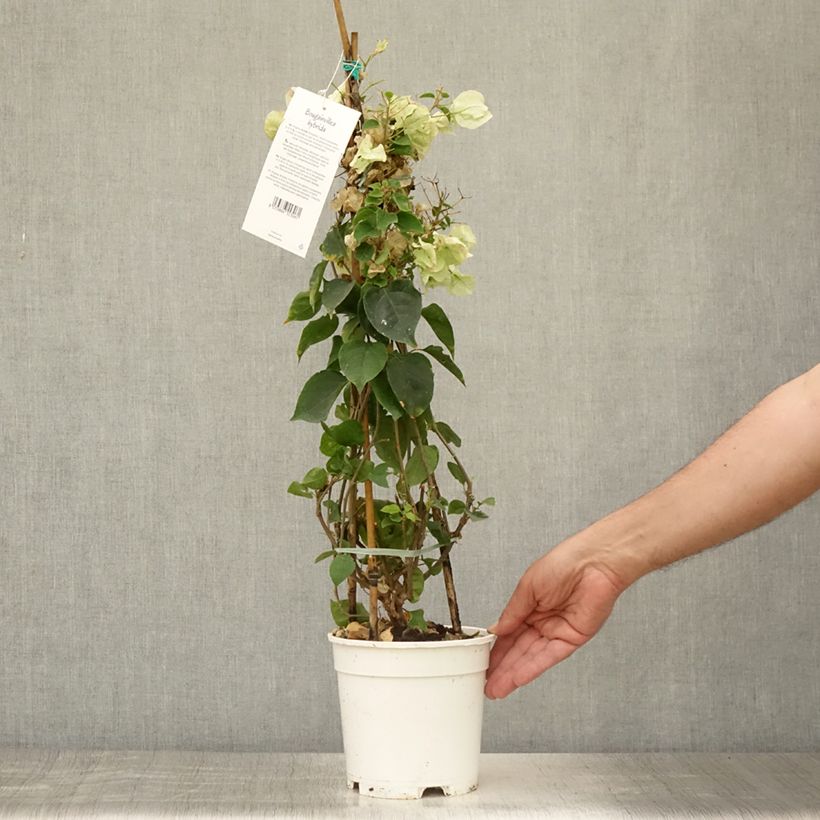 Esemplare di Bougainvillea spectabilis Bianco Vaso da 2L/3L consegnato in estate