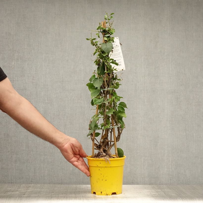 Esemplare di Bougainvillea spectabilis Giallo Vaso da 2L/3L consegnato in estate