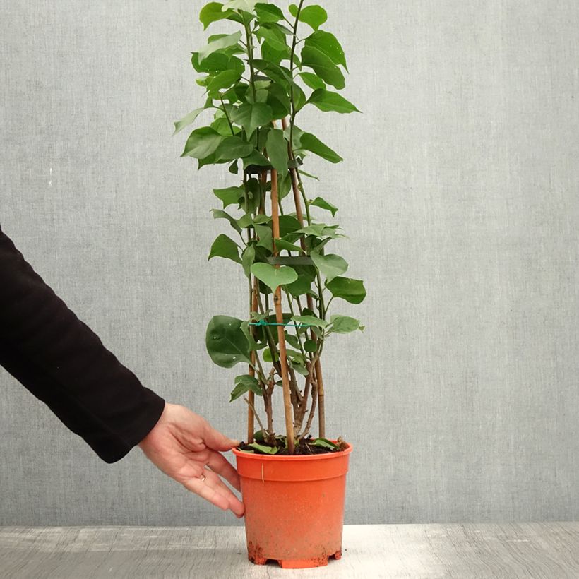 Esemplare di Bougainvillea spectabilis Arancione Vaso da 2L/3L come consegnato in autunno