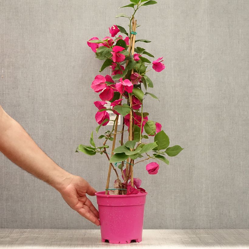 Esemplare di Bougainvillea spectabilis Porpora violaceo Vaso da 2L/3L consegnato in estate