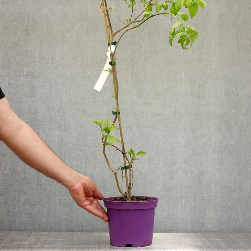 Esemplare di Bougainvillea Violet de Meze Vaso da 3L/4L consegnato in estate