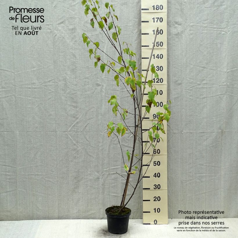 Esemplare di Betula albosinensis Fascination - Betulla cinese Vaso da 2L/3L consegnato in estate