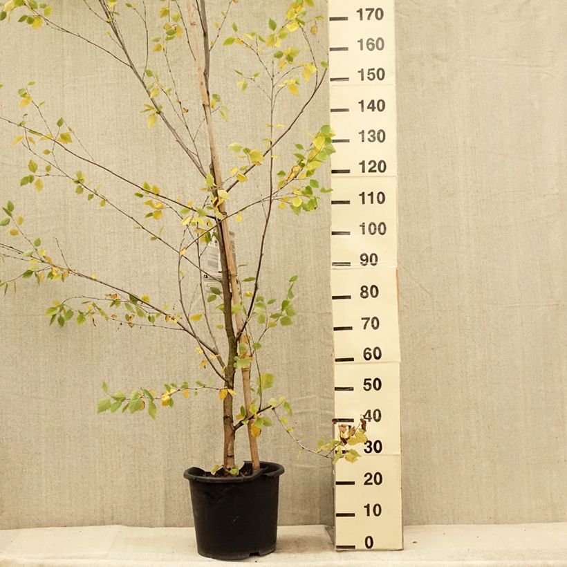 Esemplare di Betula nigra Heritage - Betulla nera Vaso da 12L/15L consegnato in estate