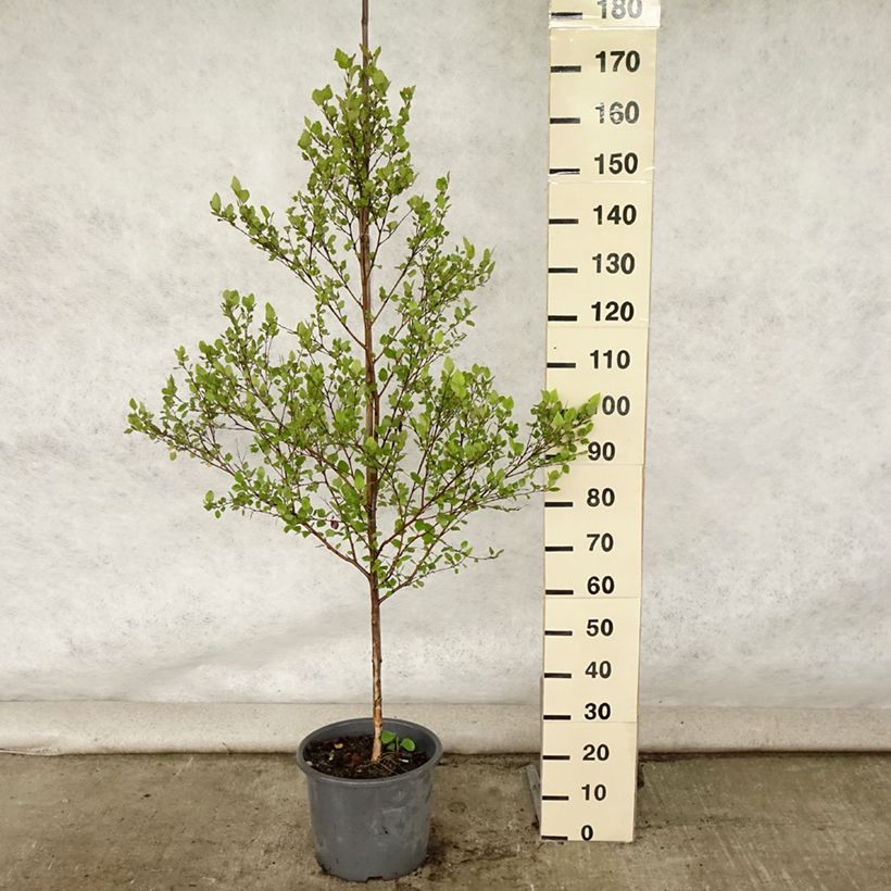 Esemplare di Betula nigra - Betulla nera Vaso da 12L/15L consegnato in estate