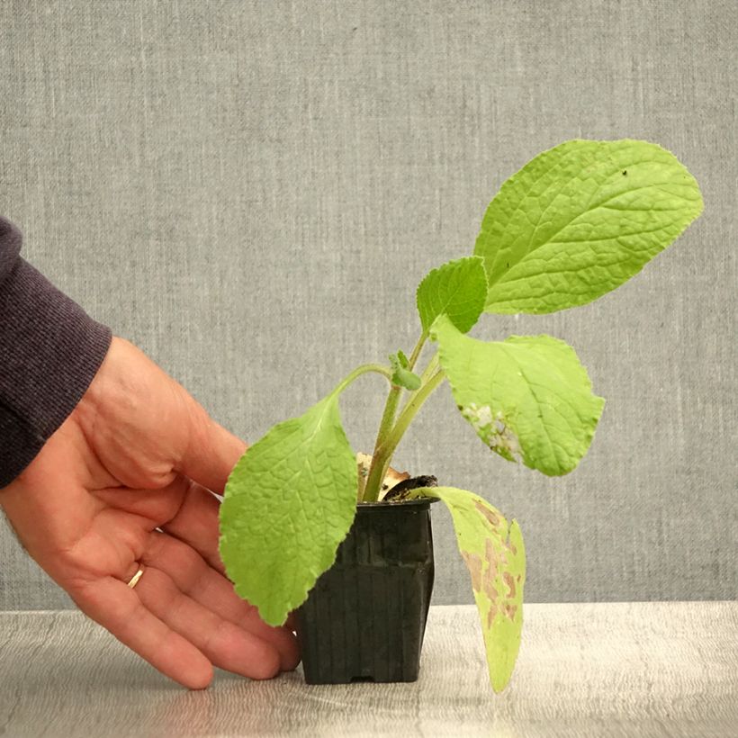Esemplare di Borago officinalis Bio - Borragine comune Vasetto da 7/8 cm consegnato in estate
