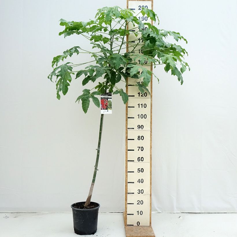 Esemplare di Brachychiton acerifolius - Albero fiamma Vaso da 7,5L/10L consegnato in estate