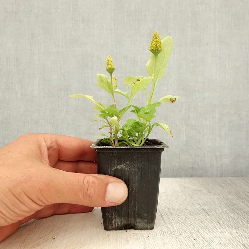 Esemplare di Acmella oleracea Crescione del Brasile Vasetto da 7/8 cm consegnato in estate