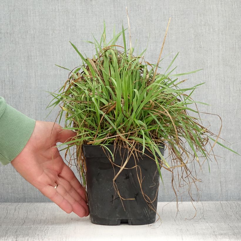 Esemplare di Briza media - Sonaglini comuni Vaso da 2L/3L consegnato in estate