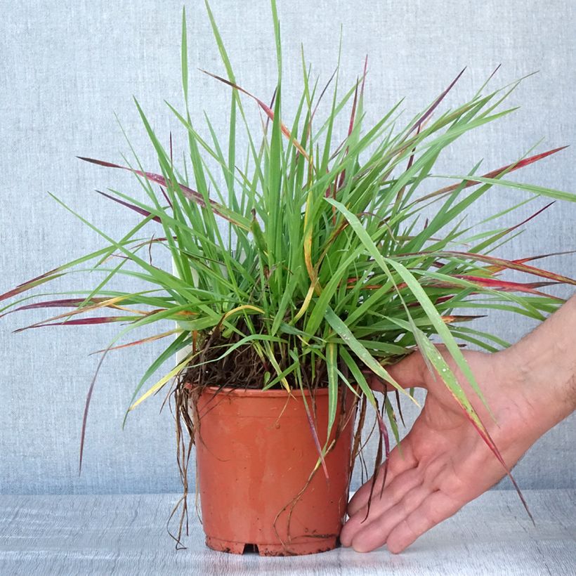 Esemplare di Briza media Limouzi - Sonaglini comuni Vaso da 1L/1,5L consegnato in estate