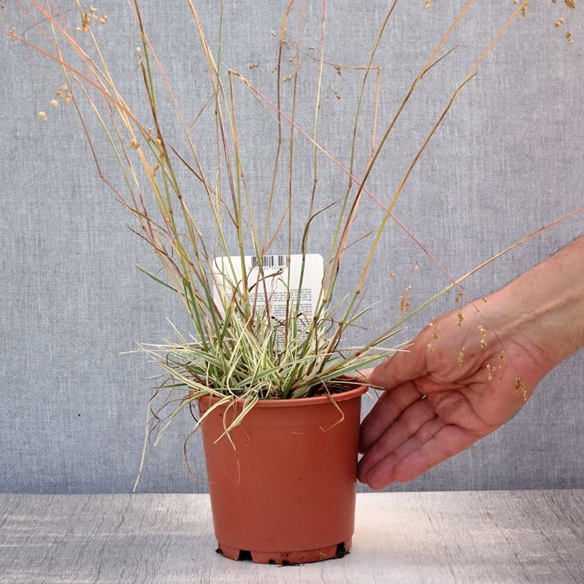 Esemplare di Briza media Zitterzebra - Sonaglini comuni Vaso da 1L/1,5L consegnato in estate