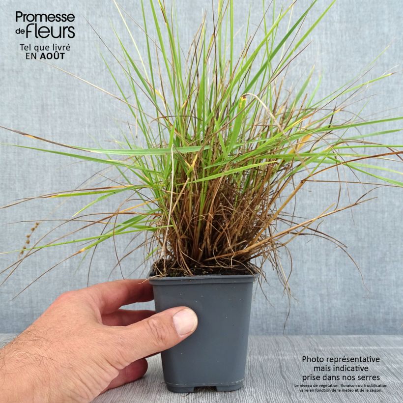 Esemplare di Briza triloba Vasetto da 8/9 cm consegnato in estate