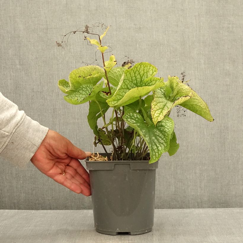 Esemplare di Brunnera macrophylla Alexander's Great Vaso da 1L/1,5L consegnato in estate