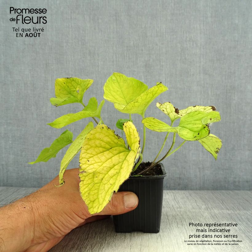 Esemplare di Brunnera macrophylla Diane's Gold Vasetto da 8/9 cm consegnato in estate