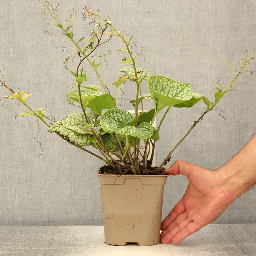 Esemplare di Brunnera macrophylla Jack Frost - Myosotis du Caucase en pot de 2 litres consegnato in estate