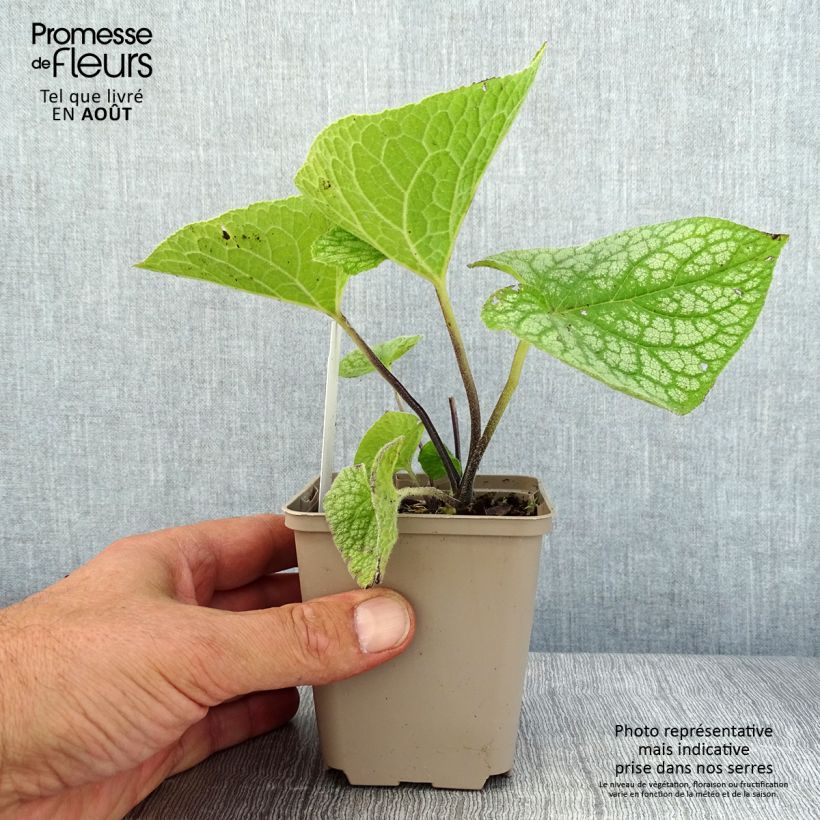 Esemplare di Brunnera macrophylla Jack of Diamonds Vasetto da 8/9 cm consegnato in estate