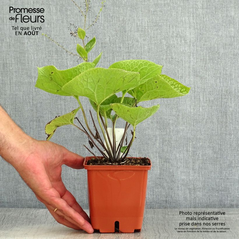 Esemplare di Brunnera macrophylla Jack of Diamonds Vaso da 1L/1,5L consegnato in estate