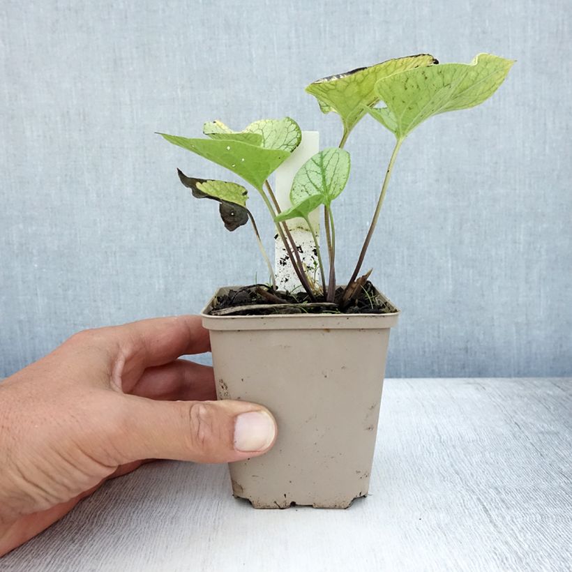 Esemplare di Brunnera macrophylla Jack's Gold Vasetto da 8/9 cm consegnato in estate
