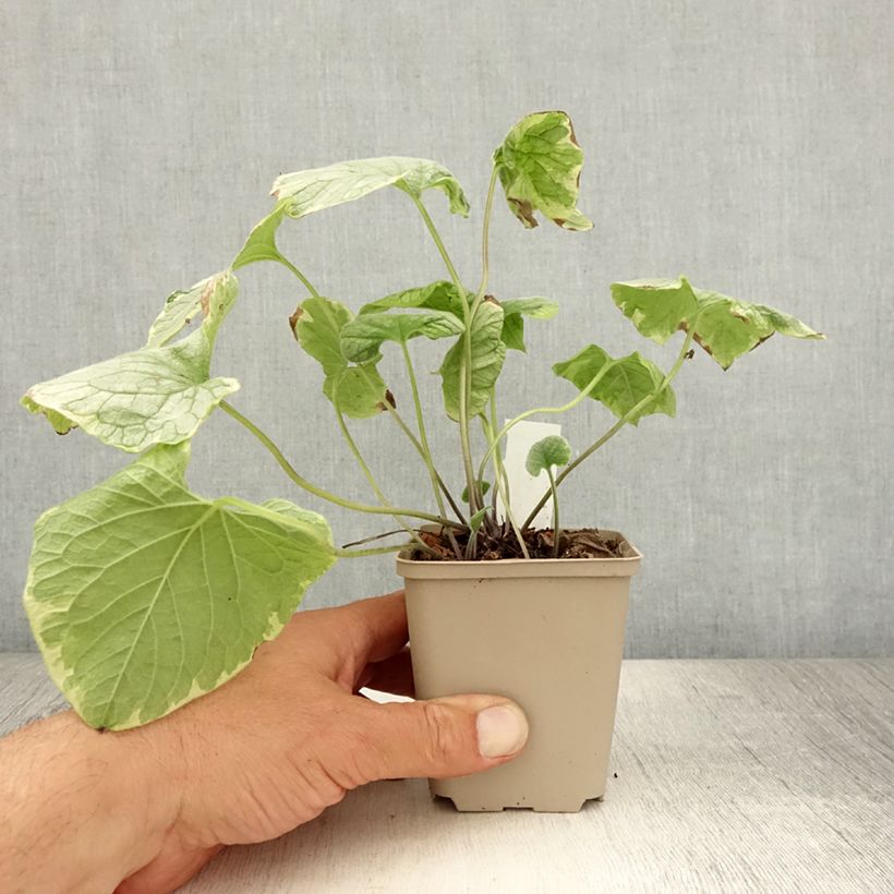 Esemplare di Brunnera macrophylla King's Ramson Vasetto da 8/9 cm consegnato in estate