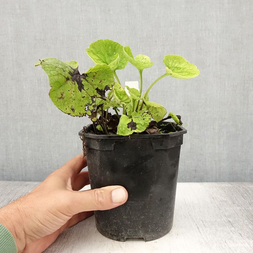 Esemplare di Brunnera macrophylla Vaso da 2L/3L consegnato in estate