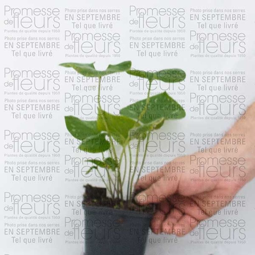 Esempio di esemplare Brunnera macrophylla Silver Wings Vasetto da 8/9 cm come consegnato