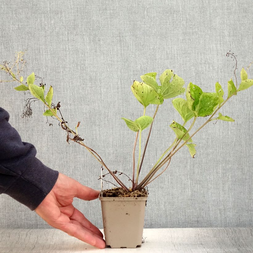 Esemplare di Brunnera macrophylla White Zebra Vasetto da 8/9 cm consegnato in estate