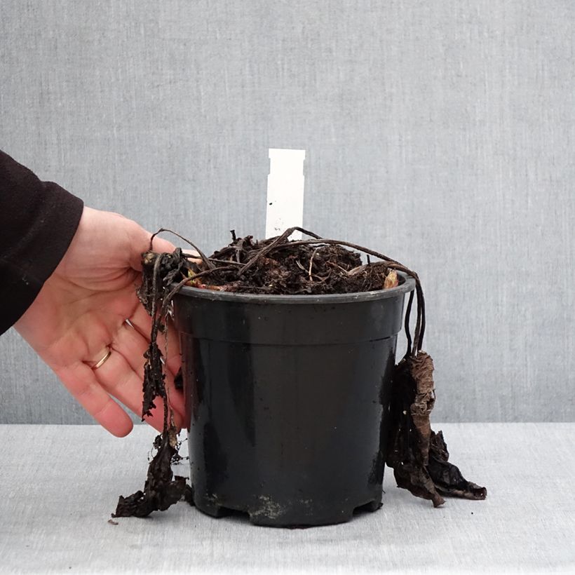 Brunnera sibirica Vaso da 2L/3L esemplare consegnato in inverno