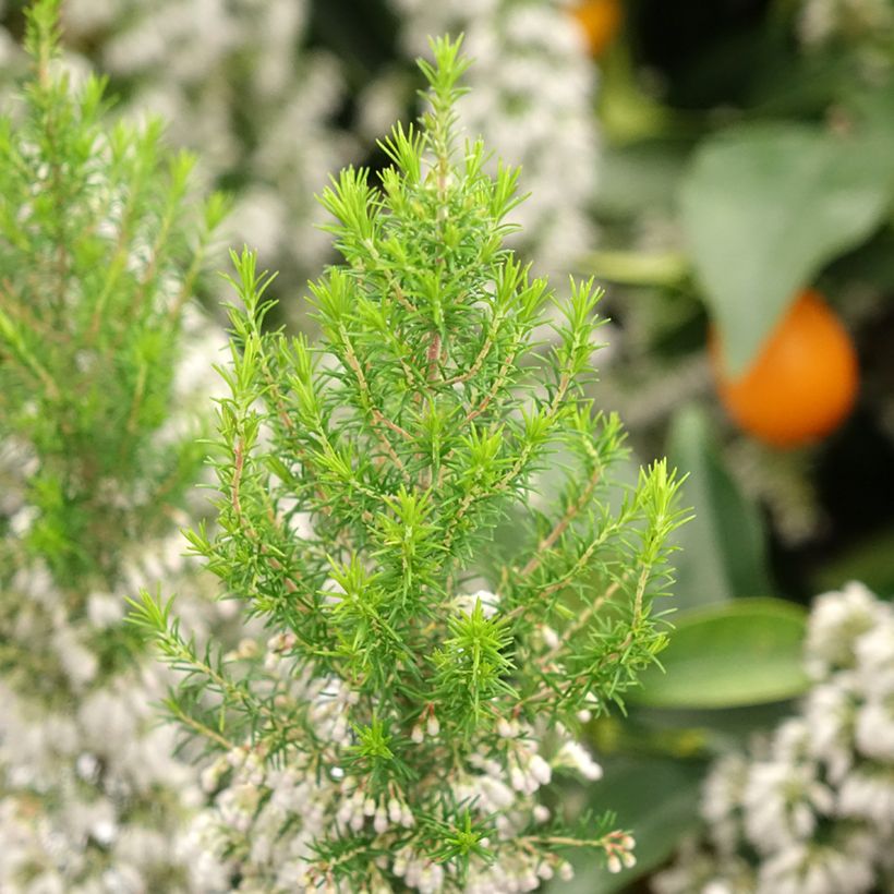 Erica arborea Pink Joy (Fogliame)