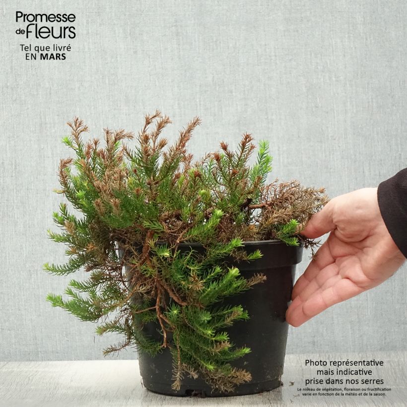 Erica nana Limoncello Vaso da 4L/5LAltezza consegnata circa 20+cm esemplare consegnato in primavera