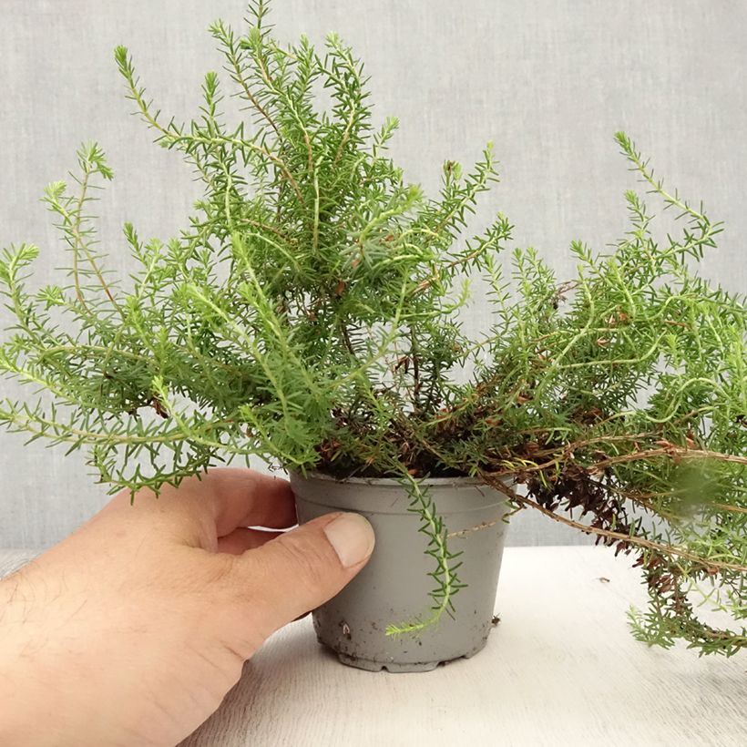 Esemplare di Erica carnea December Red Vasetto da 8/9 cm consegnato in estate