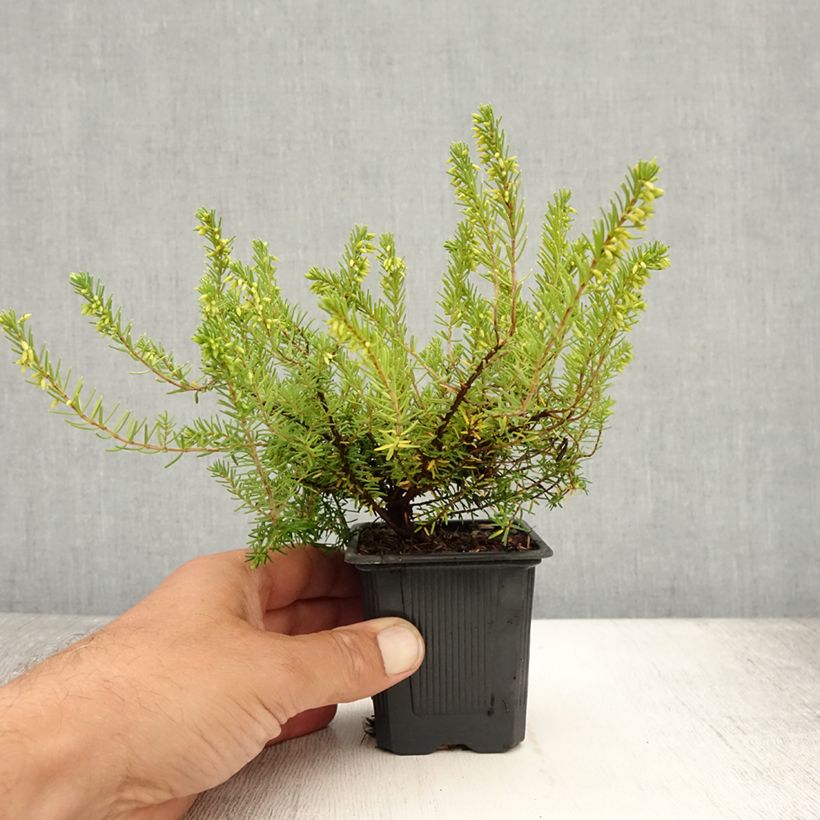 Esemplare di Erica carnea Springwood White Vasetto da 8/9 cm consegnato in estate