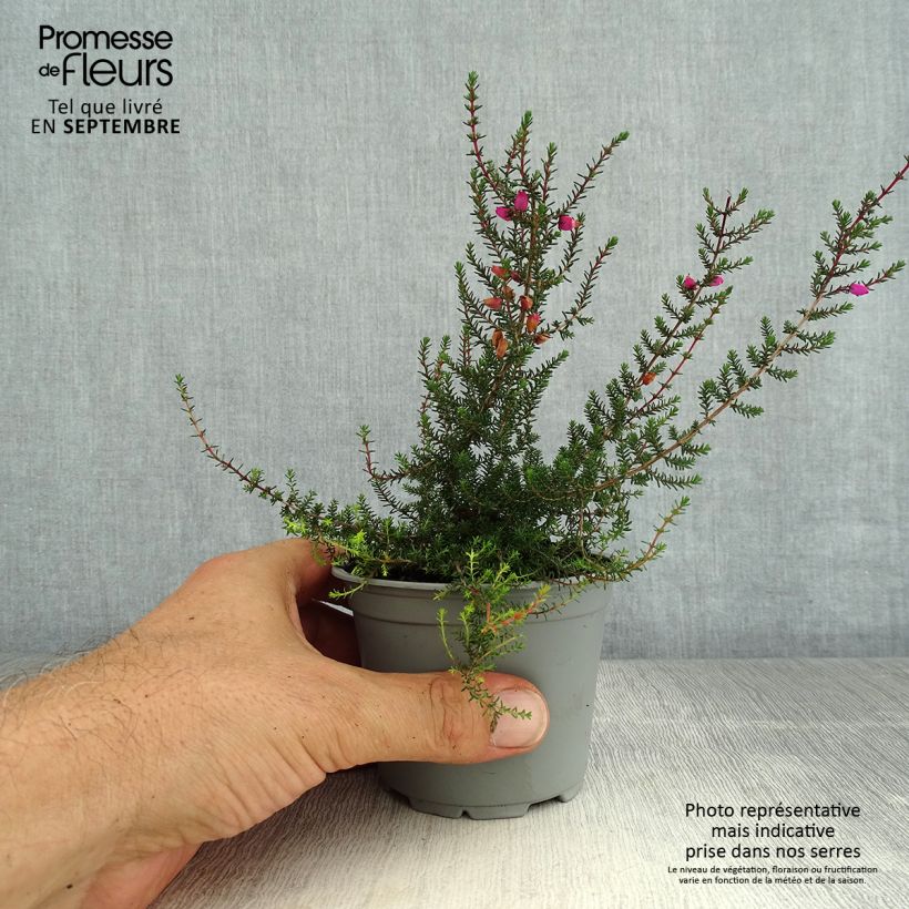 Esemplare di Erica cinerea Vaso da Ø 10 cm/11 cm consegnato in estate