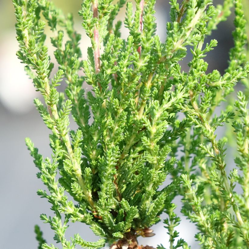 Erica cinerea (Fogliame)