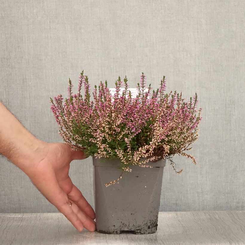 Esemplare di Calluna vulgaris Marleen - Brugo Vaso da 2L/3L consegnato in estate