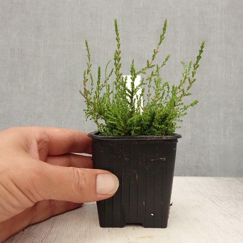 Esemplare di Calluna vulgaris Marlies - Brugo Vasetto da 8/9 cm consegnato in estate