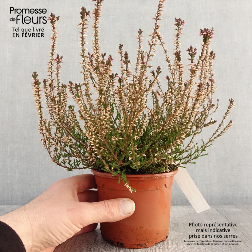Calluna vulgaris Marlies - Brugo Vaso da 1L/1,5L esemplare consegnato in inverno