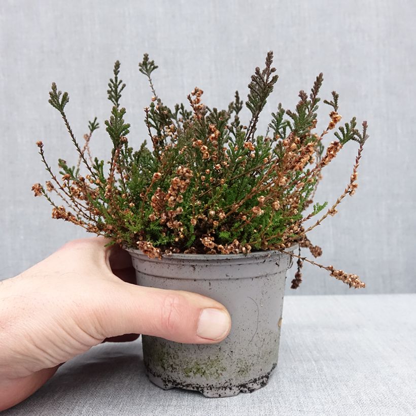 Calluna vulgaris Radnor - Brugo Vaso da Ø 12 cm / 13 cm esemplare consegnato in inverno