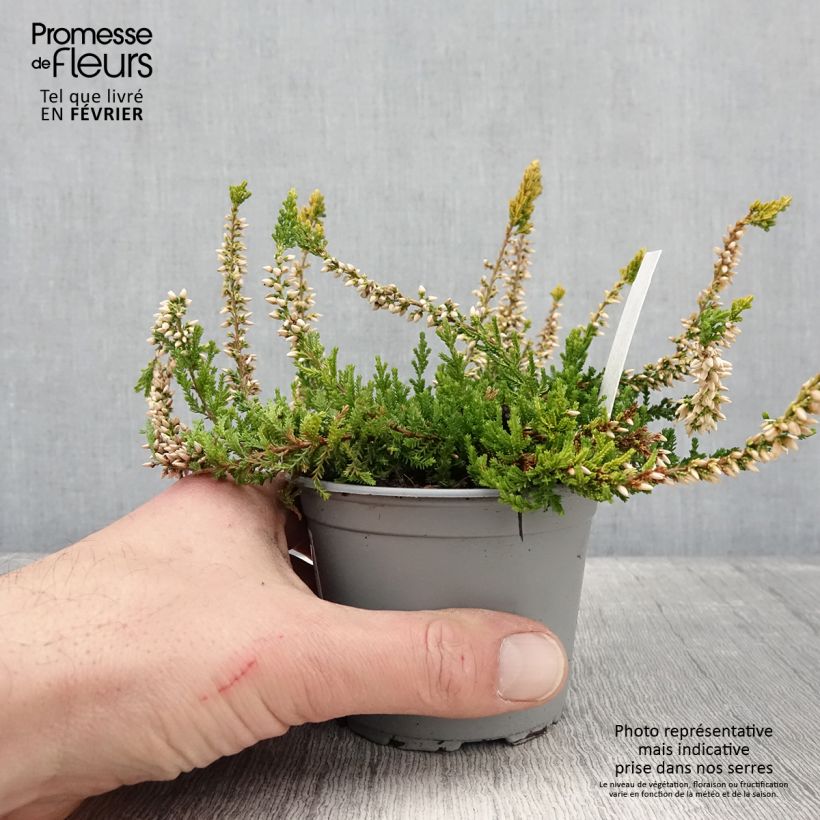 Calluna vulgaris Sandy - Brugo Vaso da 2L/3L esemplare consegnato in inverno