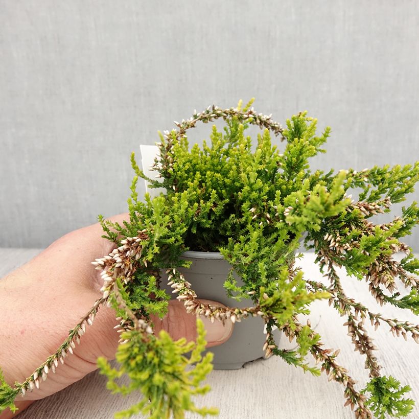 Calluna vulgaris Sandy - Brugo Vaso da 2L/3L esemplare consegnato in primavera