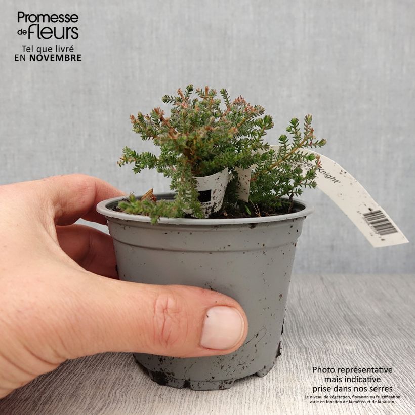 Esemplare di Calluna vulgaris Silver Knight - Brugo Vasetto da 8/9 cm come consegnato in autunno