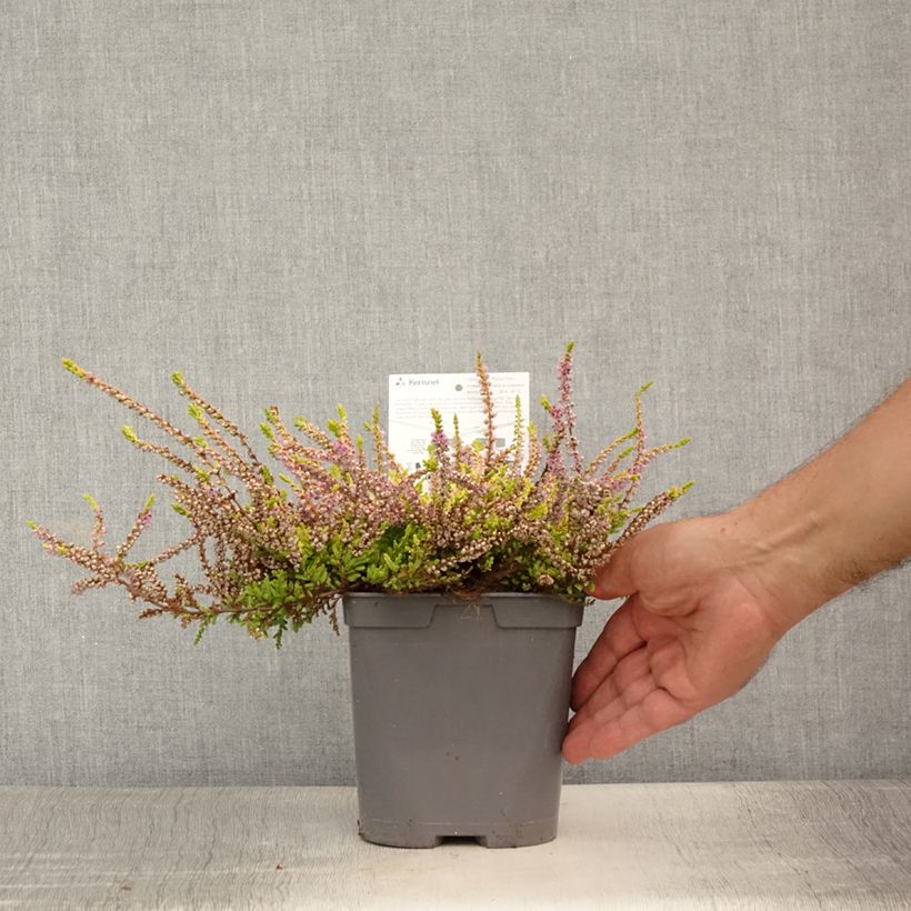Esemplare di Calluna vulgaris Wickwar Flame - Brugo Vaso da 2L/3LAltezza consegnata circa 10/15cm consegnato in estate