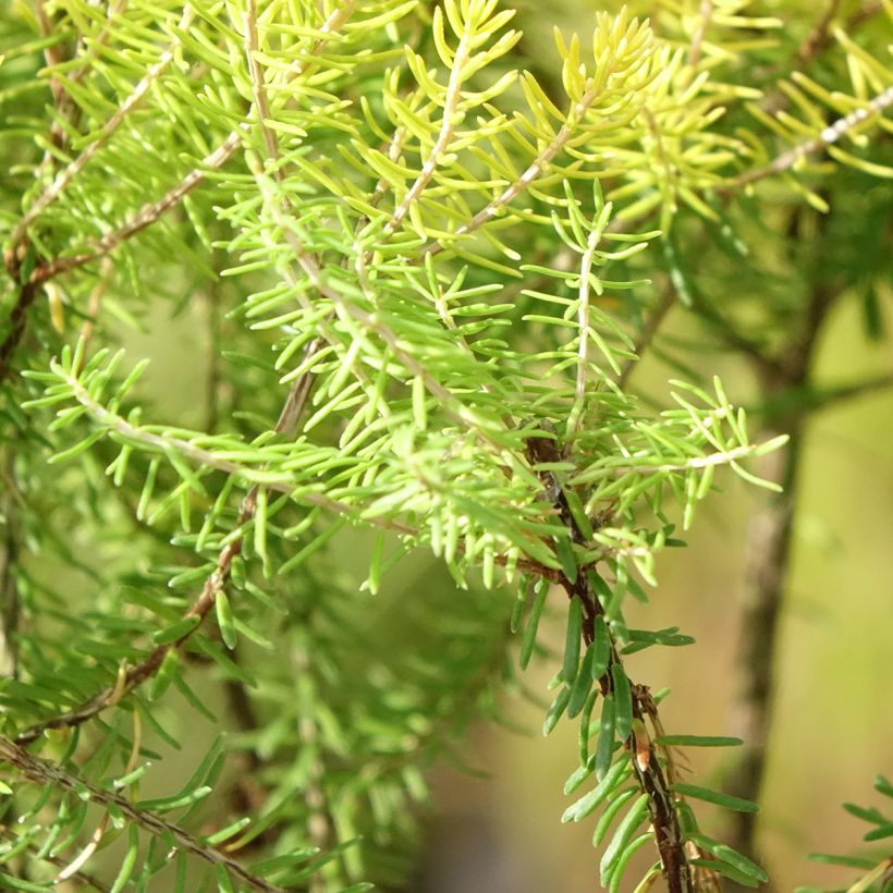 Erica griffithsii Valerie Griffiths (Fogliame)