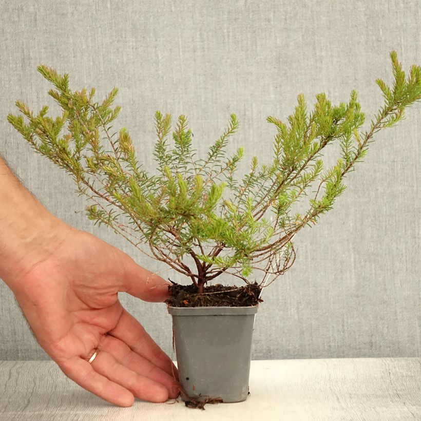 Esemplare di Erica darleyensis Ghost Hills Vasetto da 8/9 cm consegnato in estate