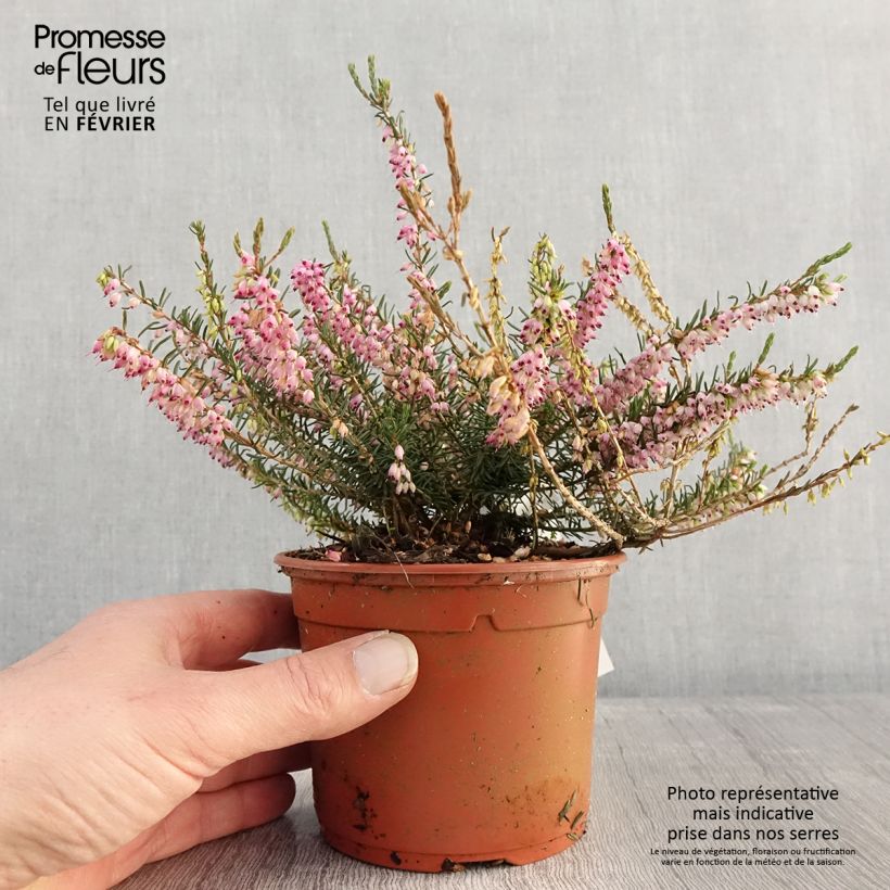 Erica darleyensis Ghost Hills Vaso da 1L/1,5L esemplare consegnato in inverno