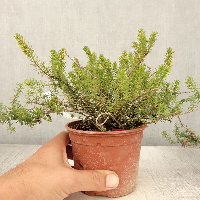 Esemplare di Erica darleyensis Aurélie Bregeon Vaso da 1L/1,5L consegnato in estate