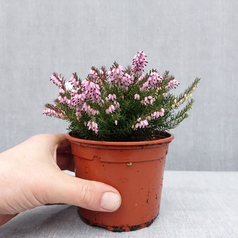 Erica darleyensis J.W. Porter Vaso da 1L/1,5L esemplare consegnato in inverno