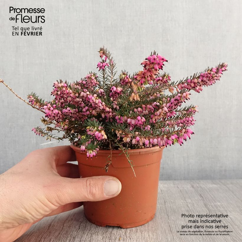 Erica darleyensis Kramer's Rote Vaso da 1L/1,5L esemplare consegnato in inverno