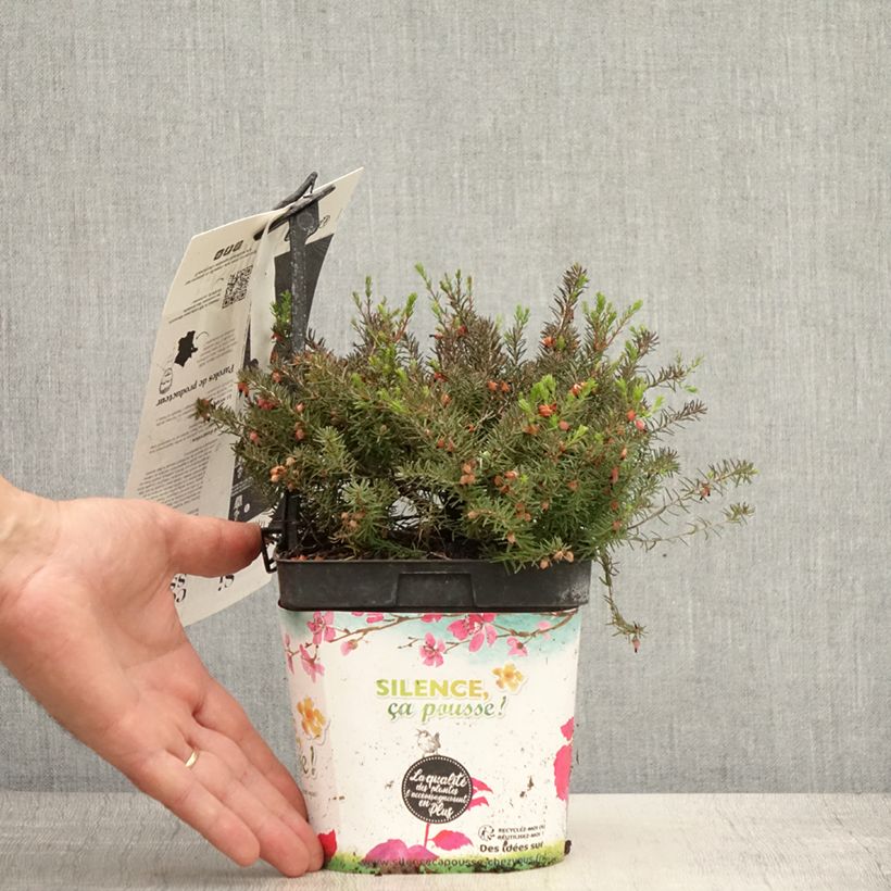 Esemplare di Erica darleyensis Kramer's Rote Vaso da 2L/3L consegnato in estate