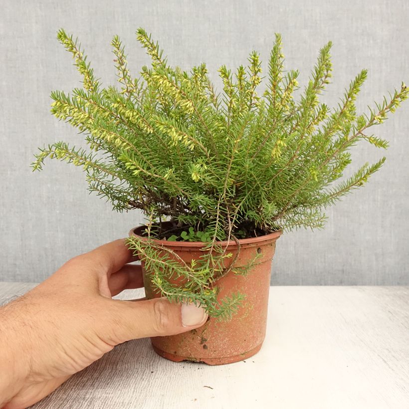 Esemplare di Erica darleyensis Silberschmelze Vasetto da 8/9 cm consegnato in estate