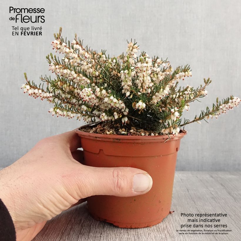 Erica darleyensis Silberschmelze Vaso da 2L/3L esemplare consegnato in inverno