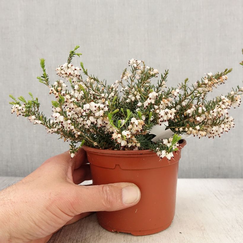 Erica darleyensis Silberschmelze Vaso da 2L/3L esemplare consegnato in primavera